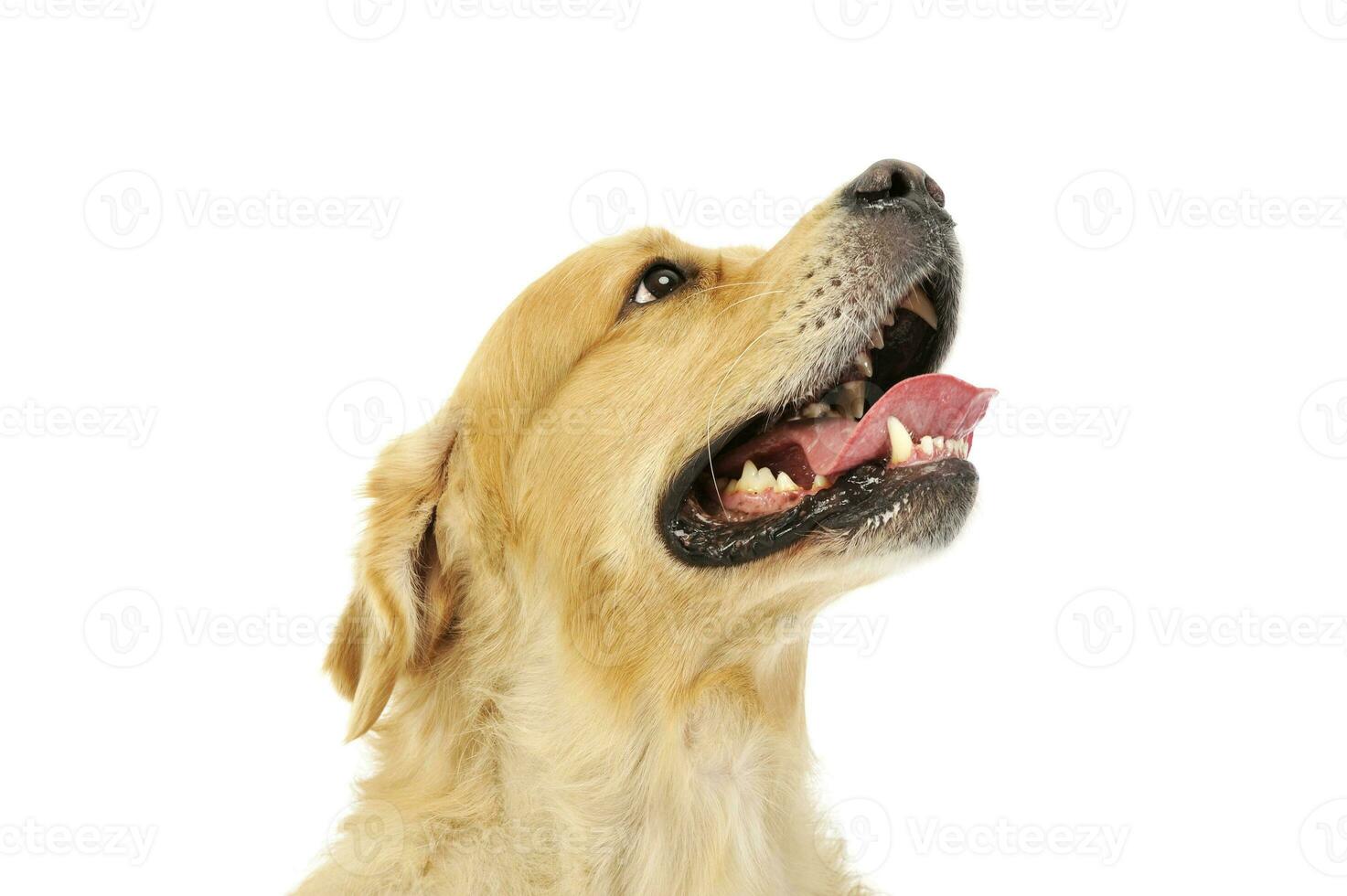 ritratto di e adorabile labrador cane da riporto foto