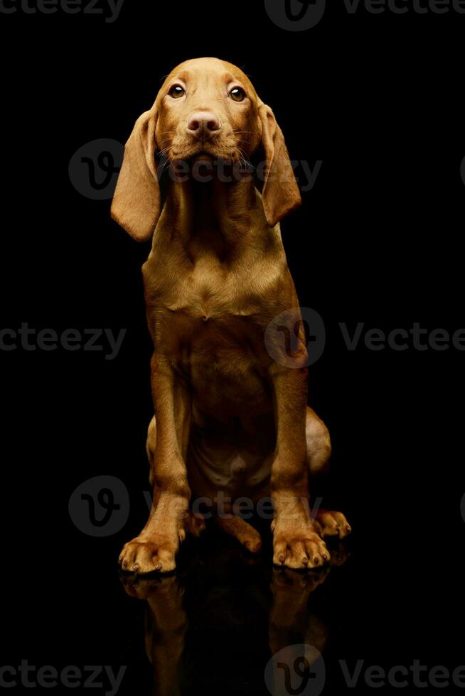 studio tiro di un' bello magiare vizsla cucciolo foto