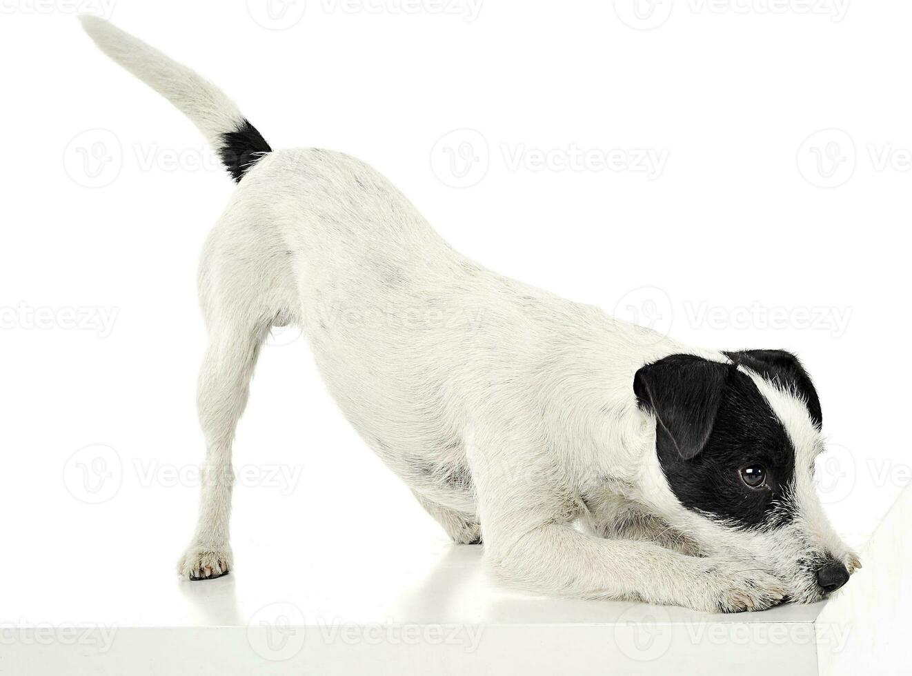 parroco russell terrier chiamata per giocare nel il bianca foto studio