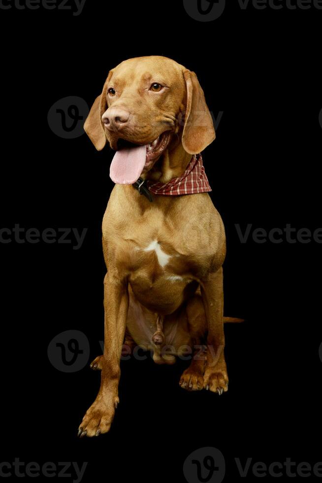 studio tiro di un adorabile magiare vizsla foto