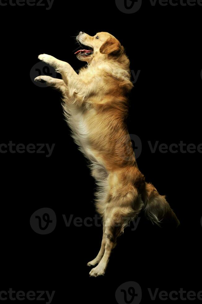 studio tiro di un adorabile labrador cane da riporto foto