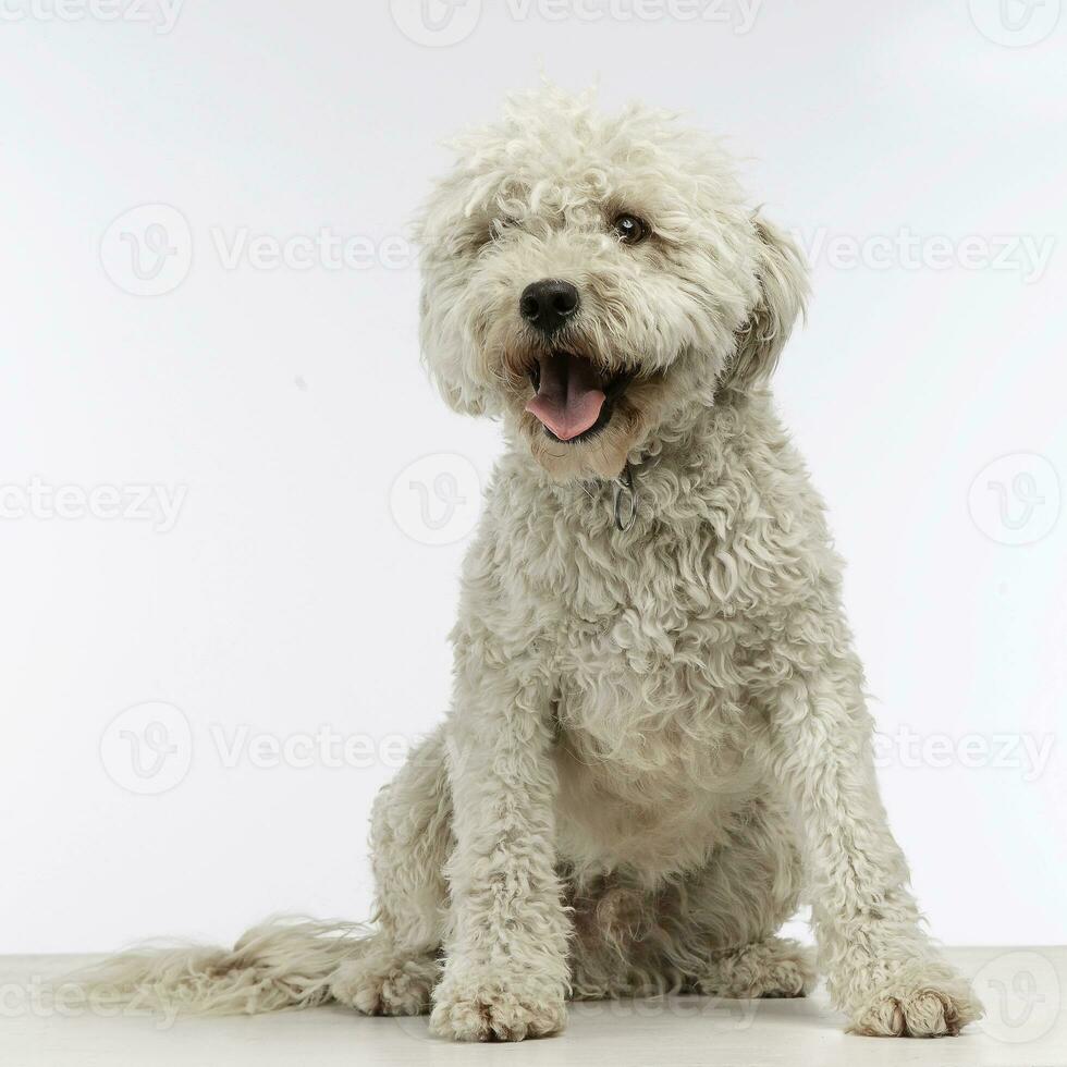 cucciolo bianca puli nel il foto studio