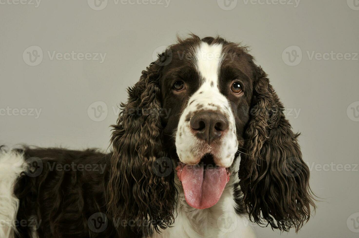 ritratto di un adorabile inglese cocker spaniel foto