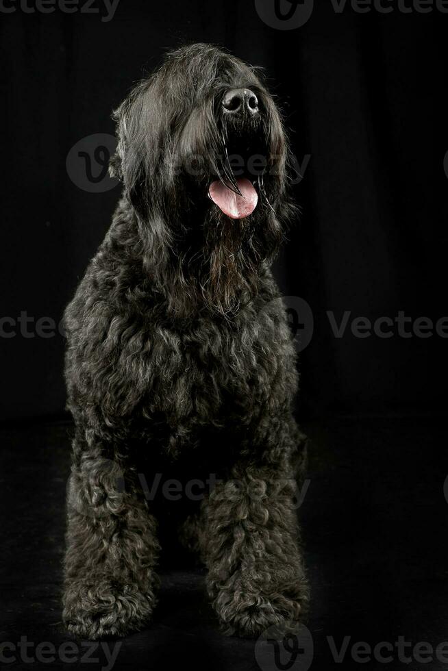 studio tiro di un adorabile nero russo terrier foto