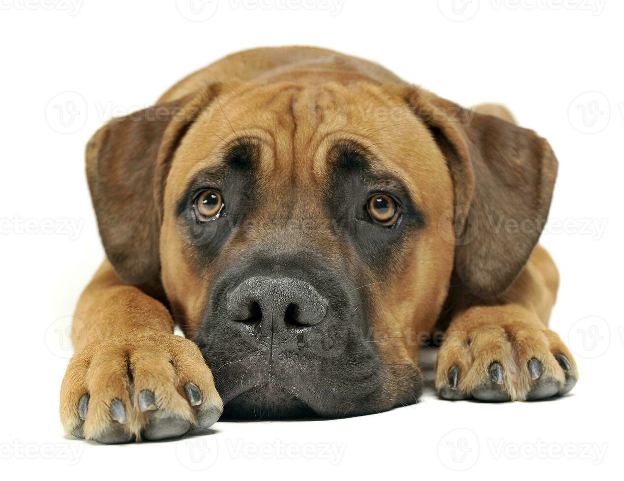 carino cucciolo canna corso nel bianca sfondo foto studio