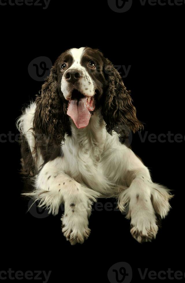 studio tiro di un adorabile inglese cocker spaniel foto