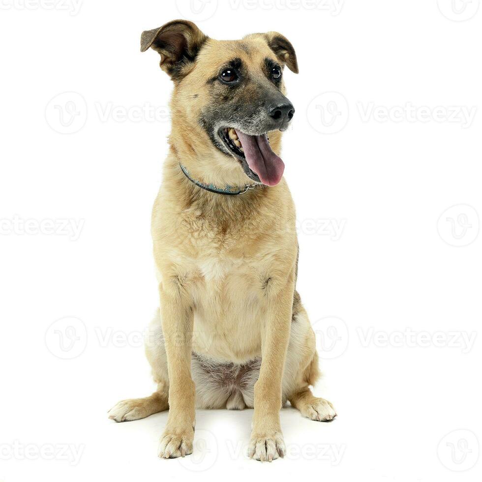 Marrone misto razza cane nel un' bianca studio foto