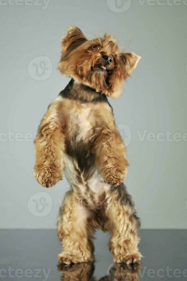 studio tiro di e adorabile yorkshire terrier foto