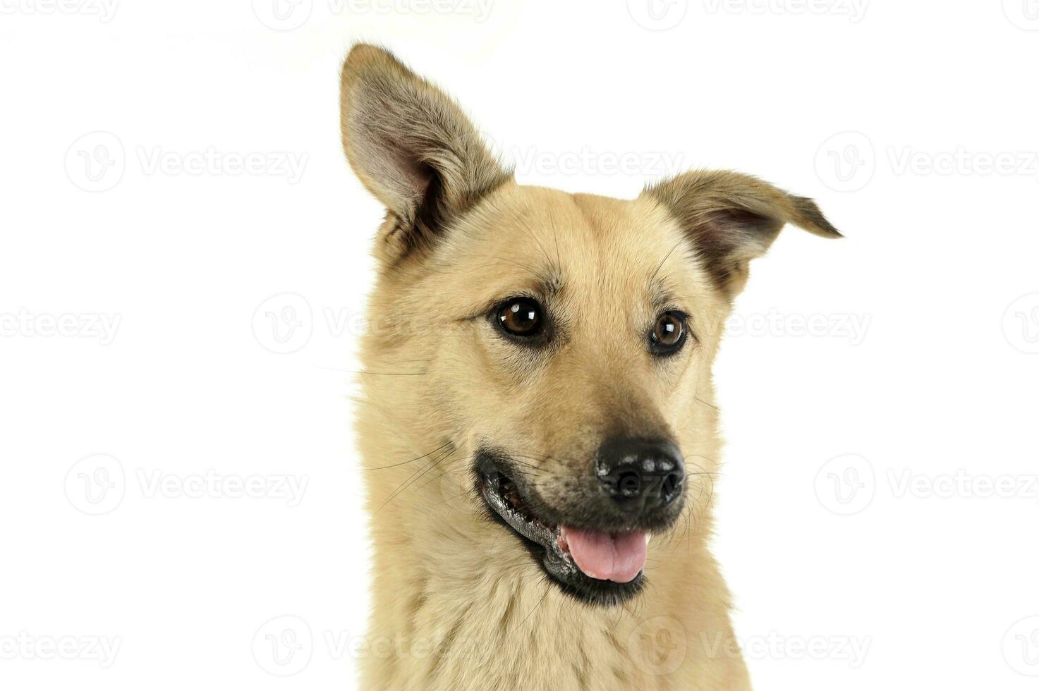 misto razza cane godere foto tiro nel studio