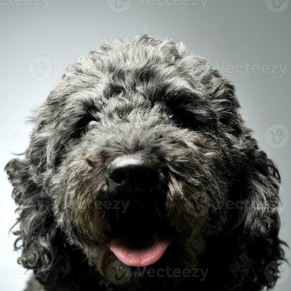 cucciolo pumi sensazione bene nel un' bianca foto studio