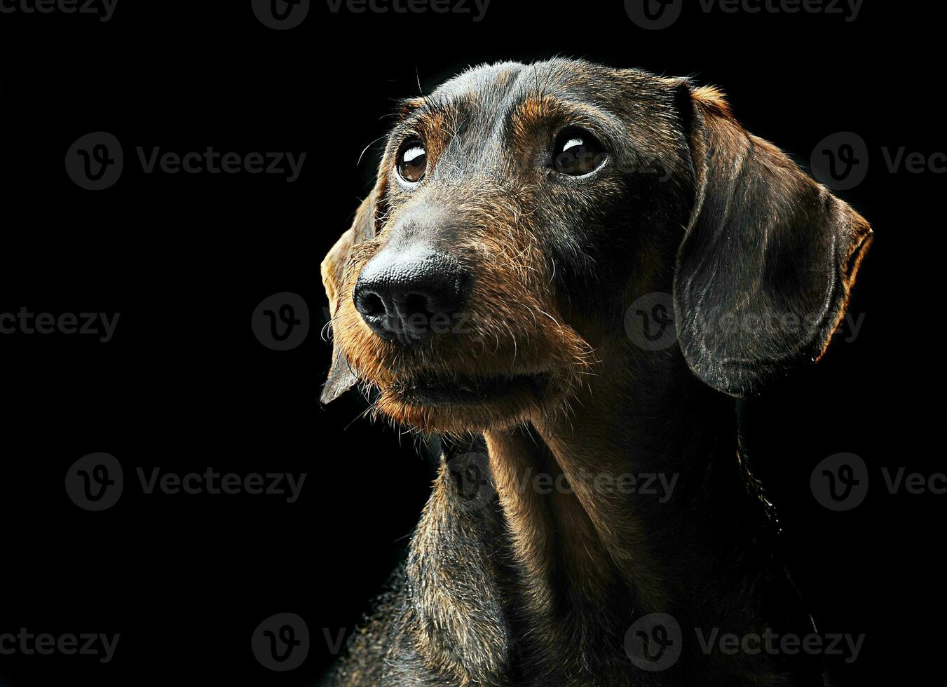 carino cablata capelli bassotto nel un' nero foto studio