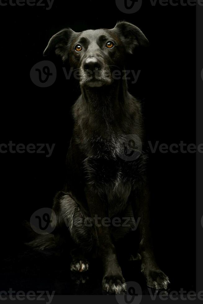 studio tiro di un adorabile misto razza cane foto