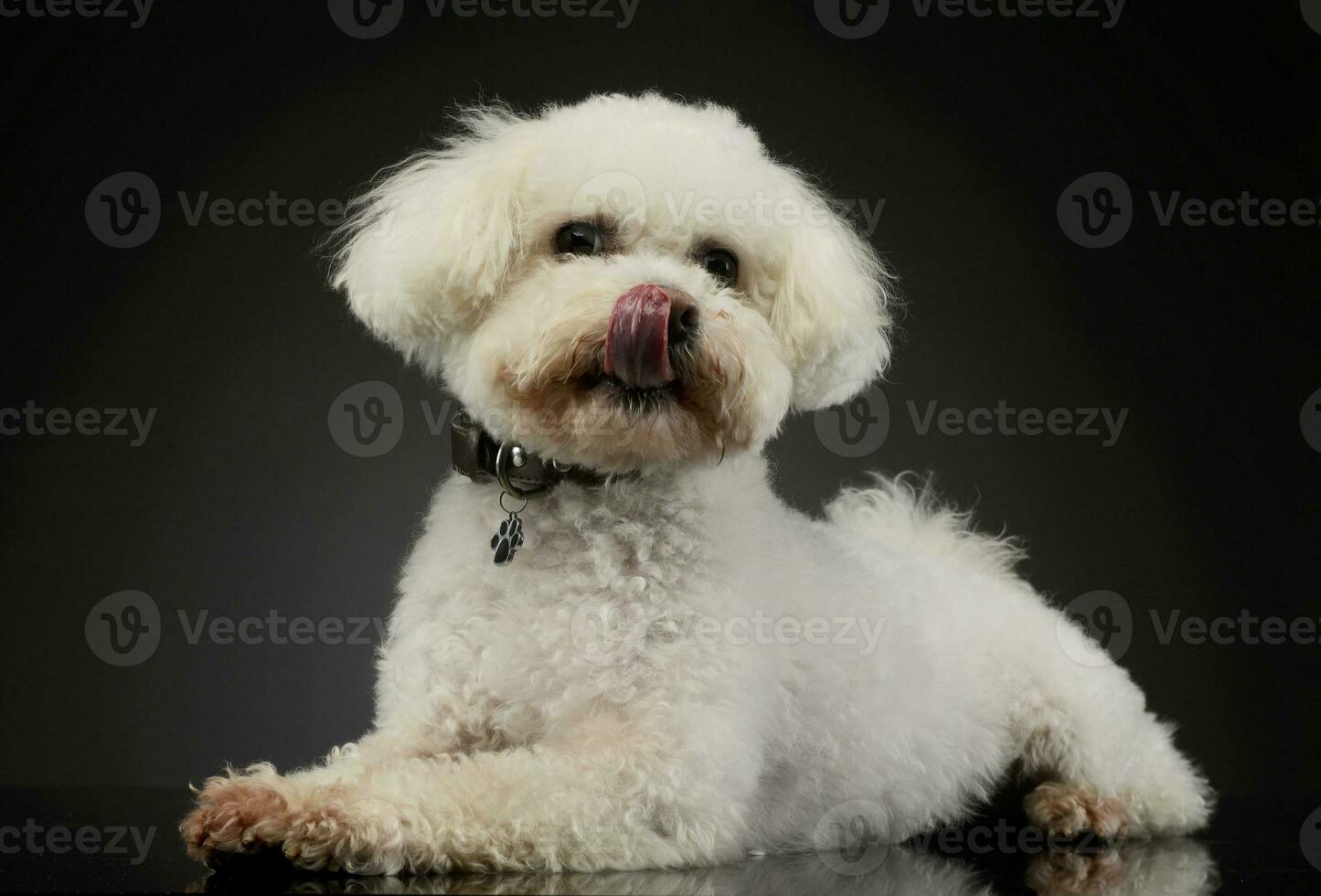 studio tiro di un adorabile bolognese foto