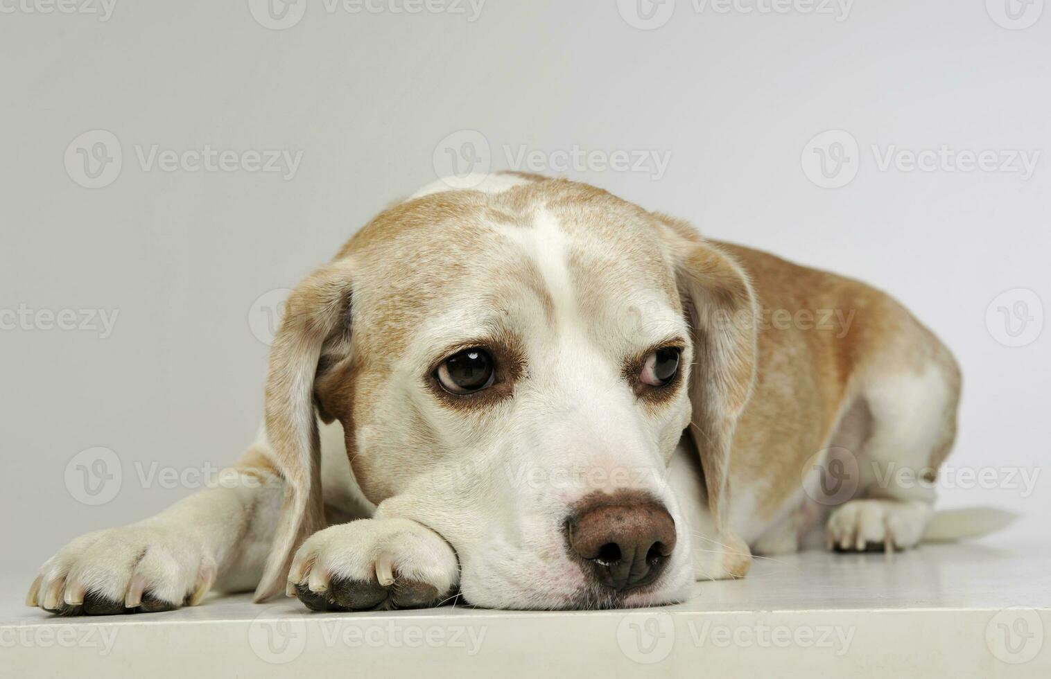 studio tiro di un adorabile beagle foto