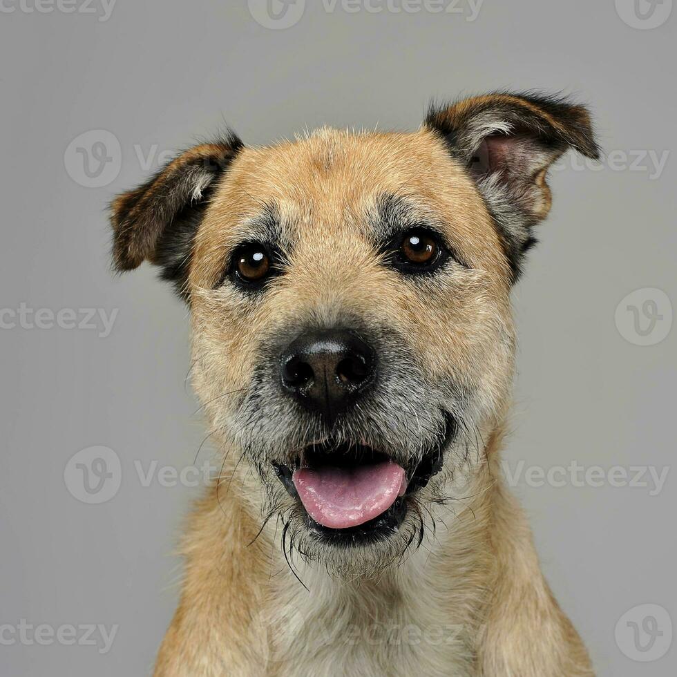 Marrone colore cablata capelli misto razza cane nel un' grigio studio foto