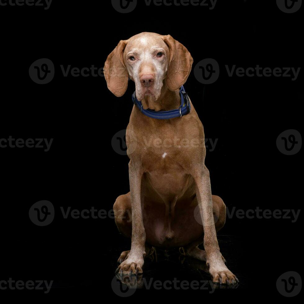 studio tiro di un adorabile ungherese vizsla foto