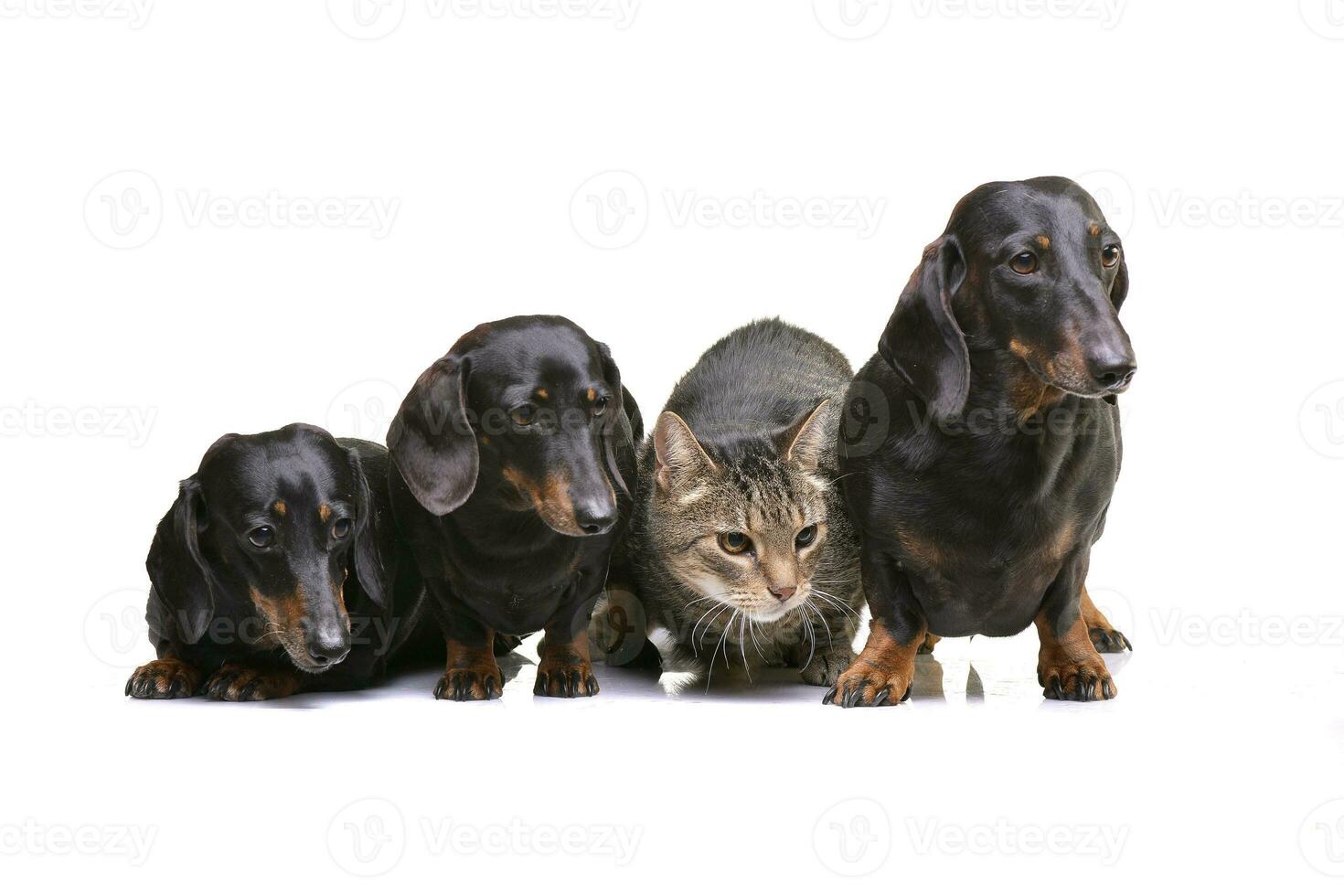 tre corto capelli nero e abbronzatura bassotto e un' domestico gatto foto