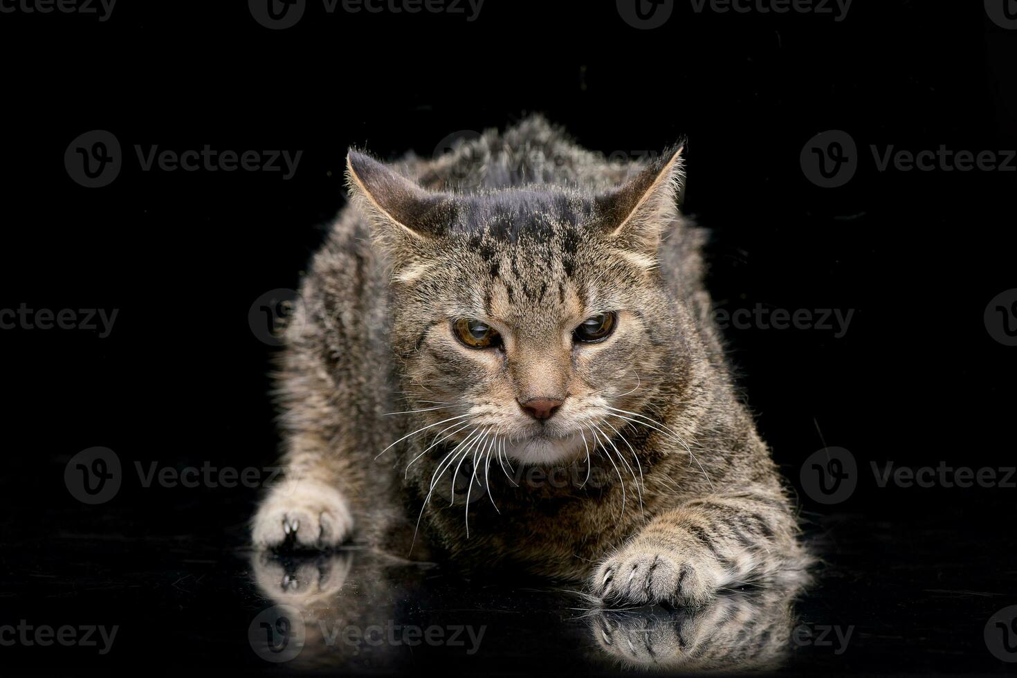 studio tiro di un adorabile domestico gatto foto