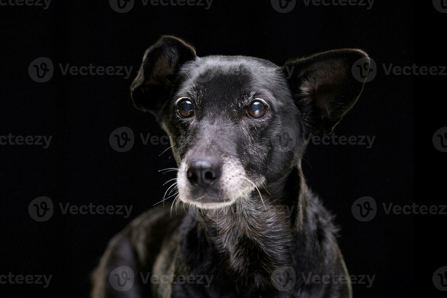 ritratto di un adorabile misto razza cane foto