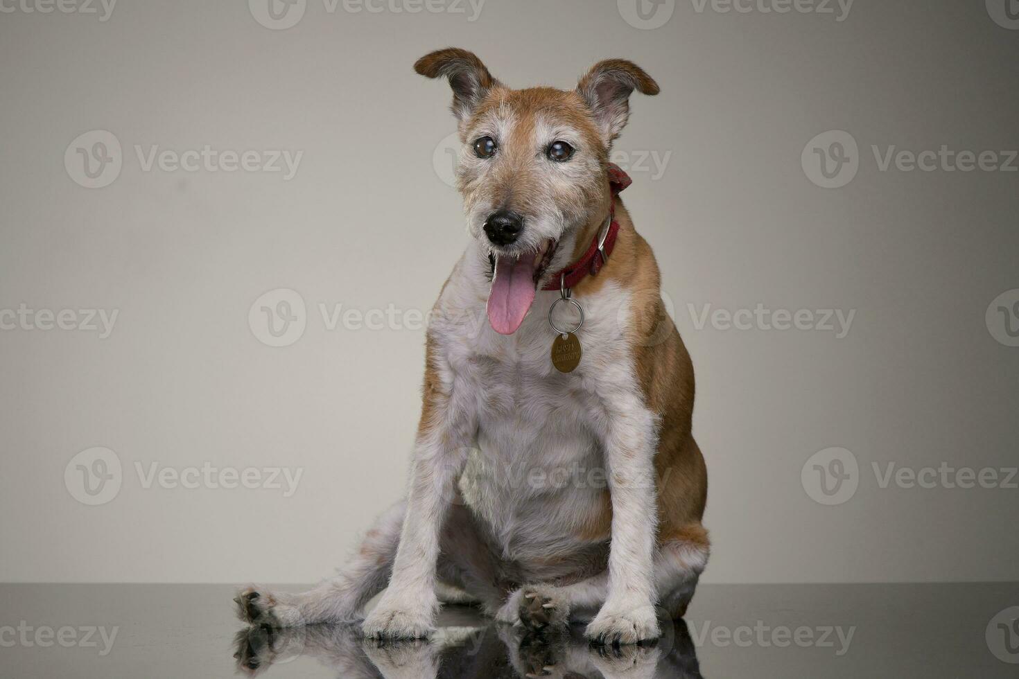 studio tiro di un vecchio, adorabile Jack russell terrier foto