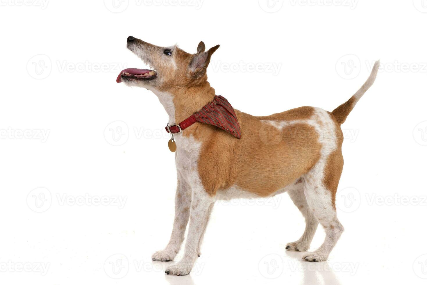 studio tiro di un vecchio, adorabile Jack russell terrier foto