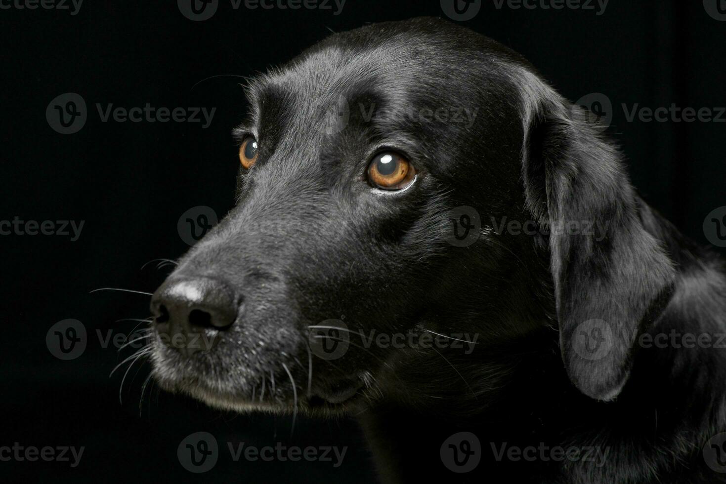 ritratto di un adorabile misto razza cane foto