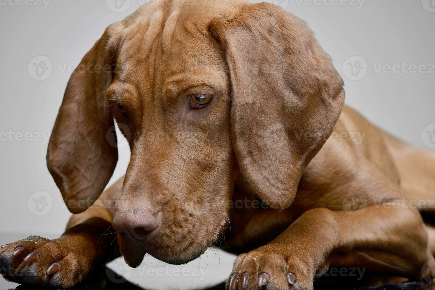 studio tiro di un adorabile ungherese vizsla foto