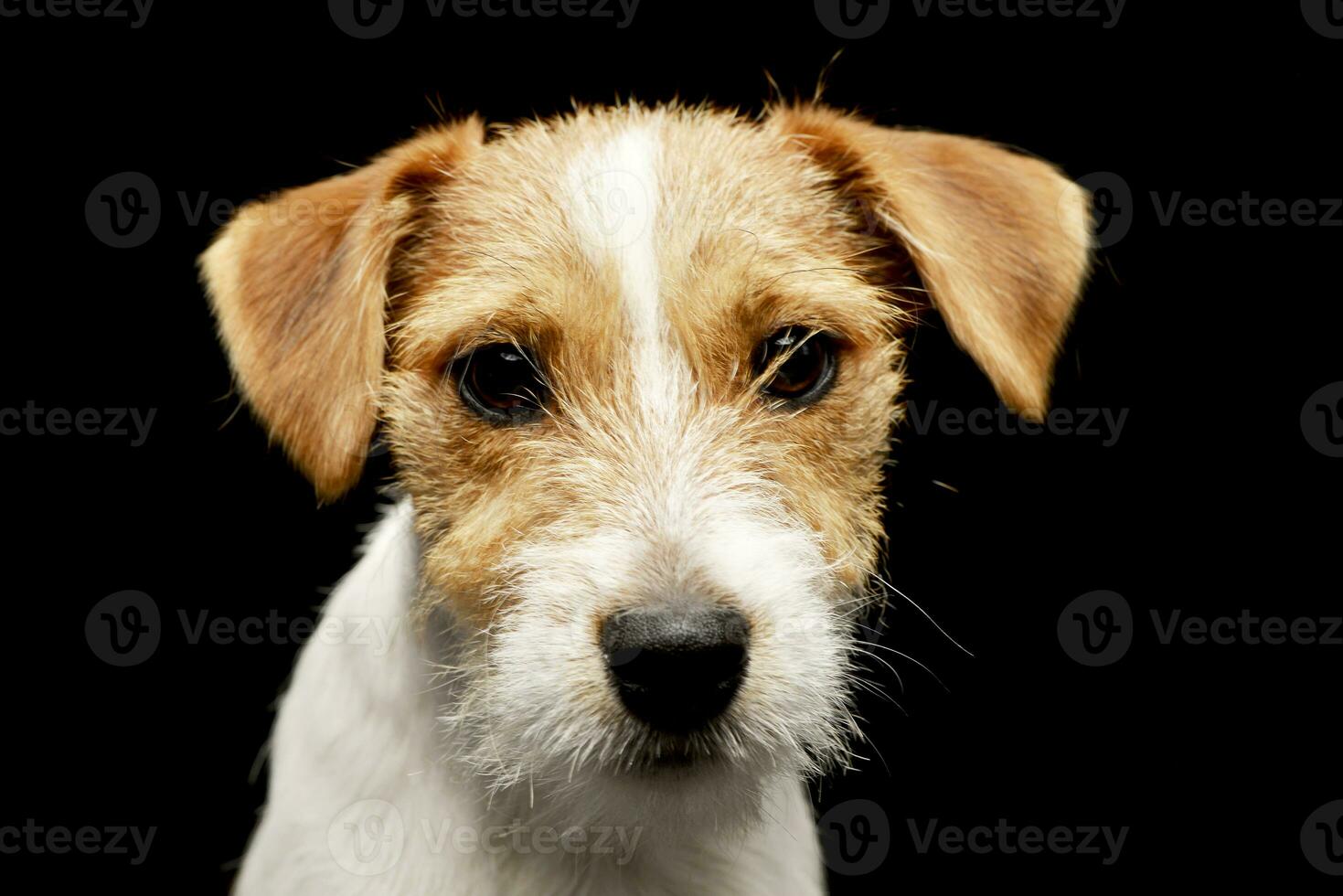 ritratto di un adorabile jack russell terrier foto