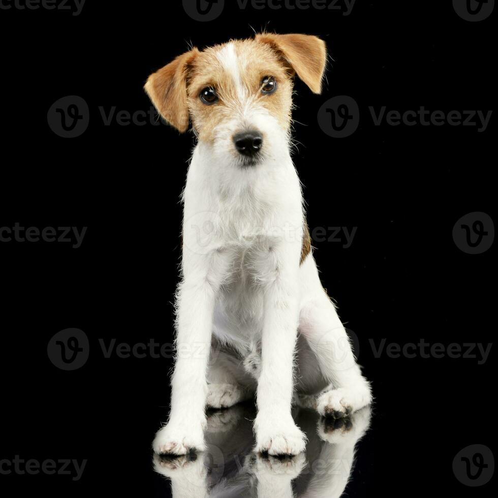 studio tiro di un adorabile Jack russell terrier foto