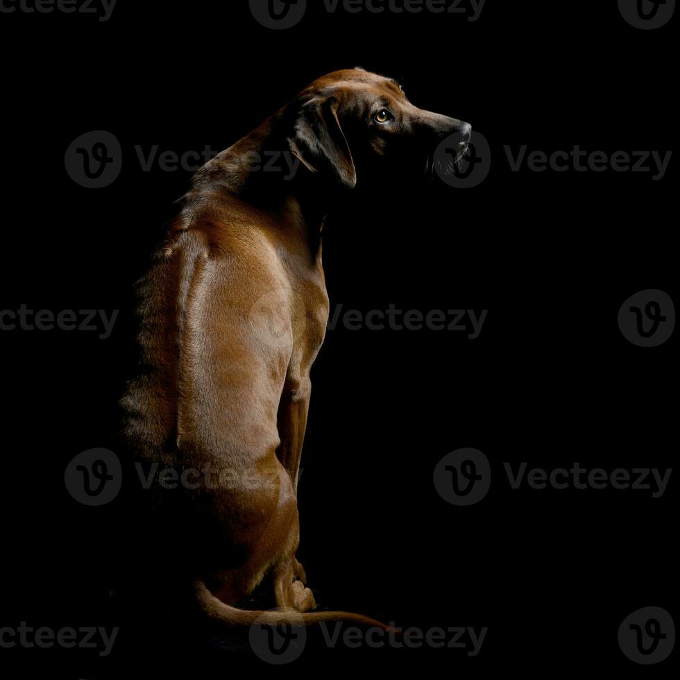 studio tiro di un adorabile rhodesian ridgeback foto