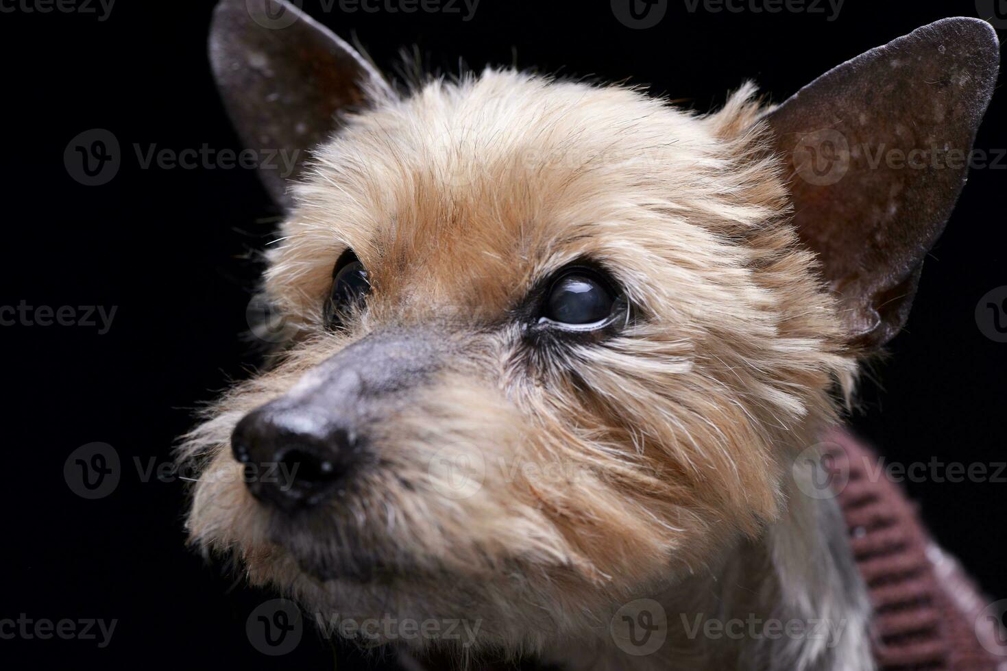 ritratto di un' cieco yorkshire terrier foto