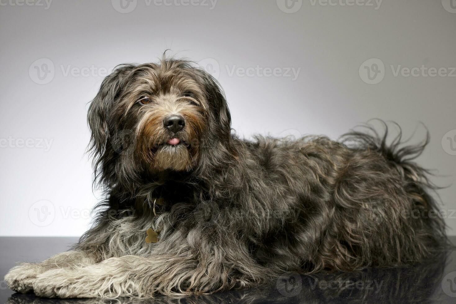 studio tiro di un adorabile misto razza cane foto