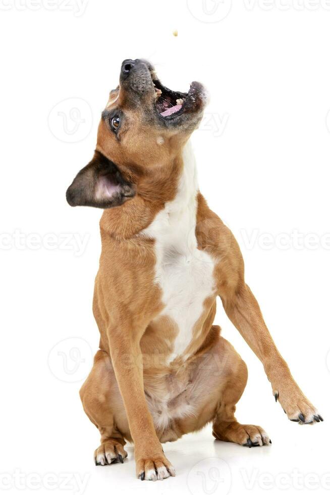 studio tiro di un arrabbiato staffordshire terrier foto
