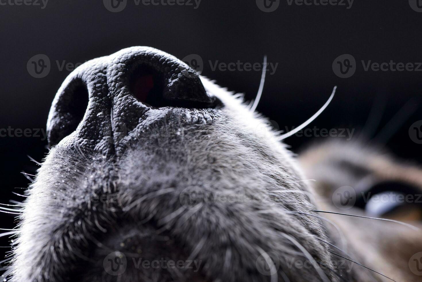 vicino tiro di un adorabile staffordshire terrier naso foto