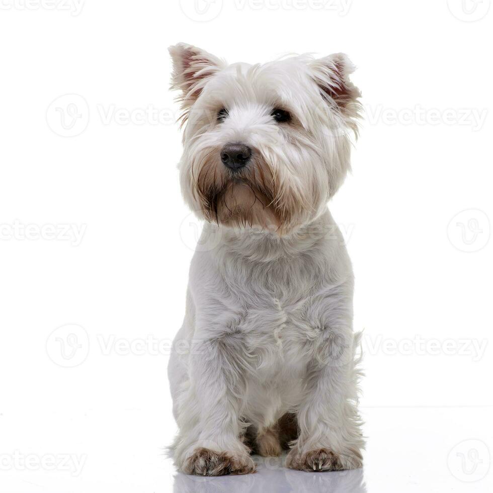 studio tiro di un adorabile ovest montanaro bianca terrier foto