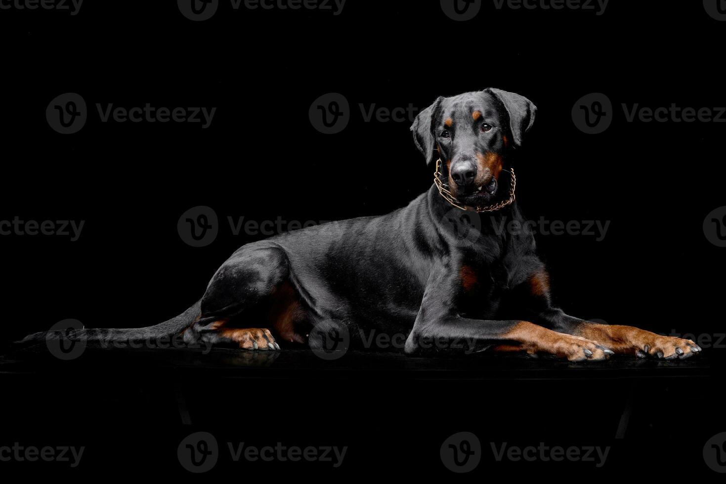 studio tiro di un adorabile dobermann foto