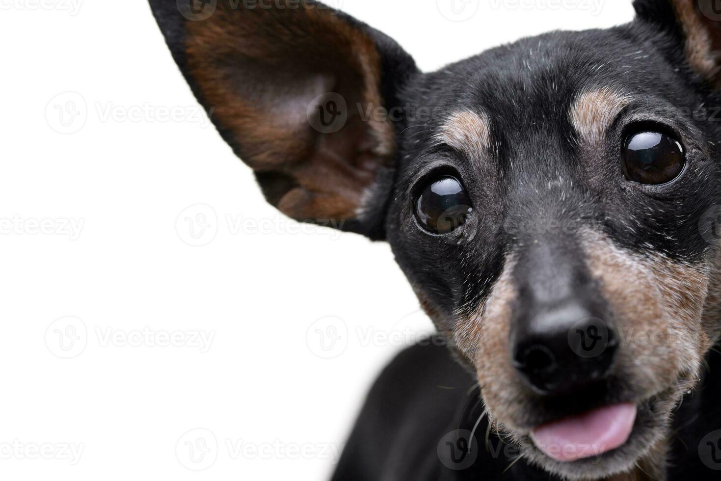 vicino ritratto di un adorabile pinscher cane foto