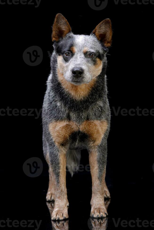 studio tiro di un adorabile australiano bestiame cane foto