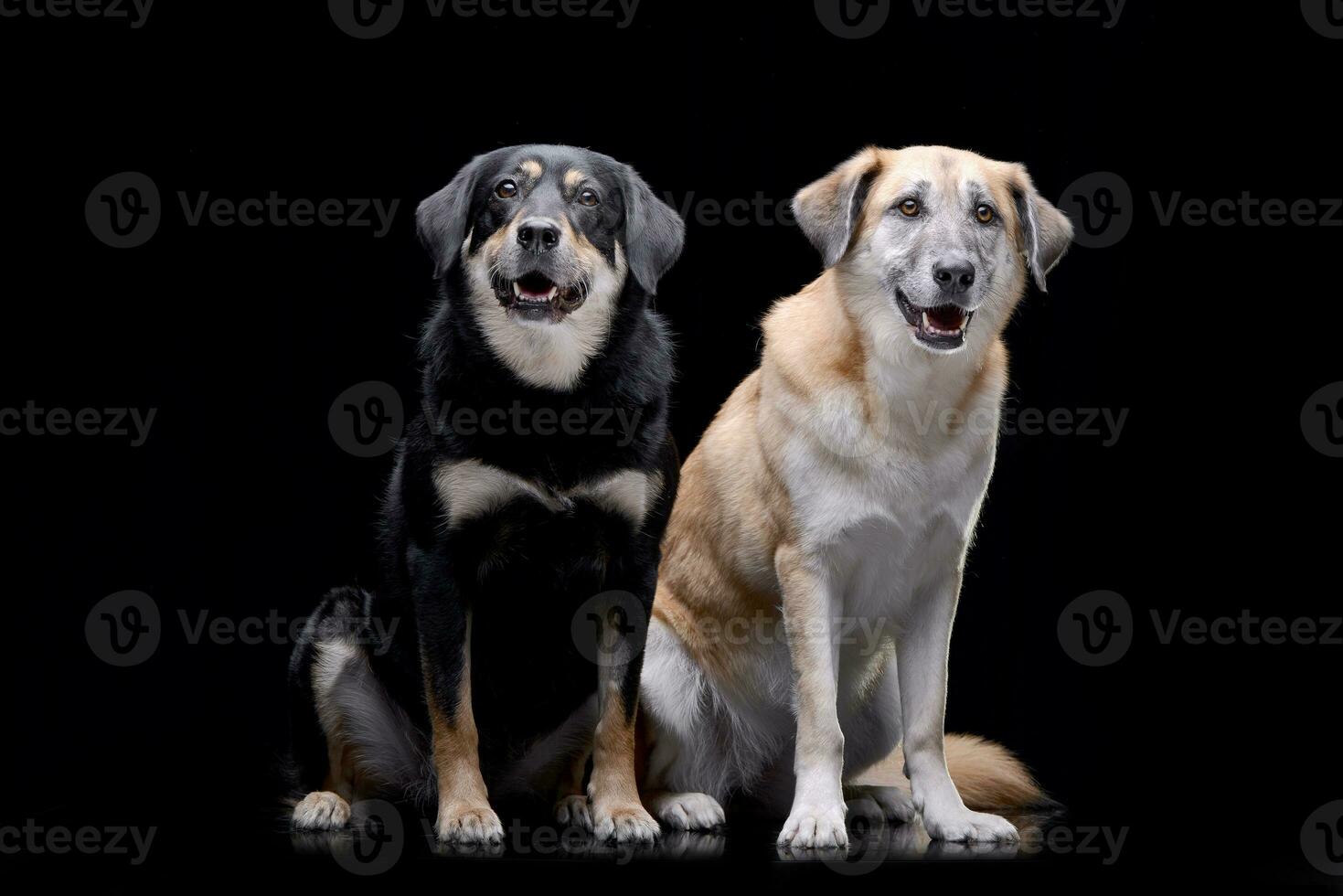 studio tiro di Due adorabile misto razza cane foto