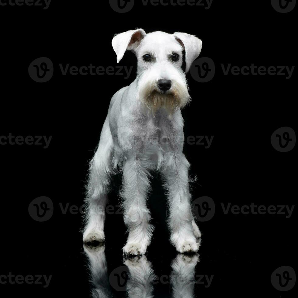 studio tiro di un' carino miniatura schnauzer foto