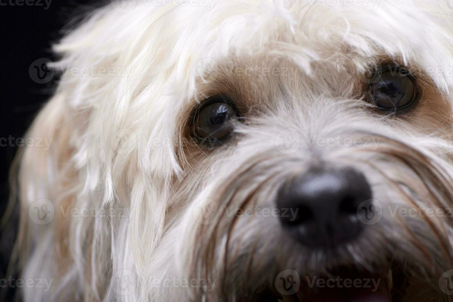 ritratto di un adorabile shi-tzu foto