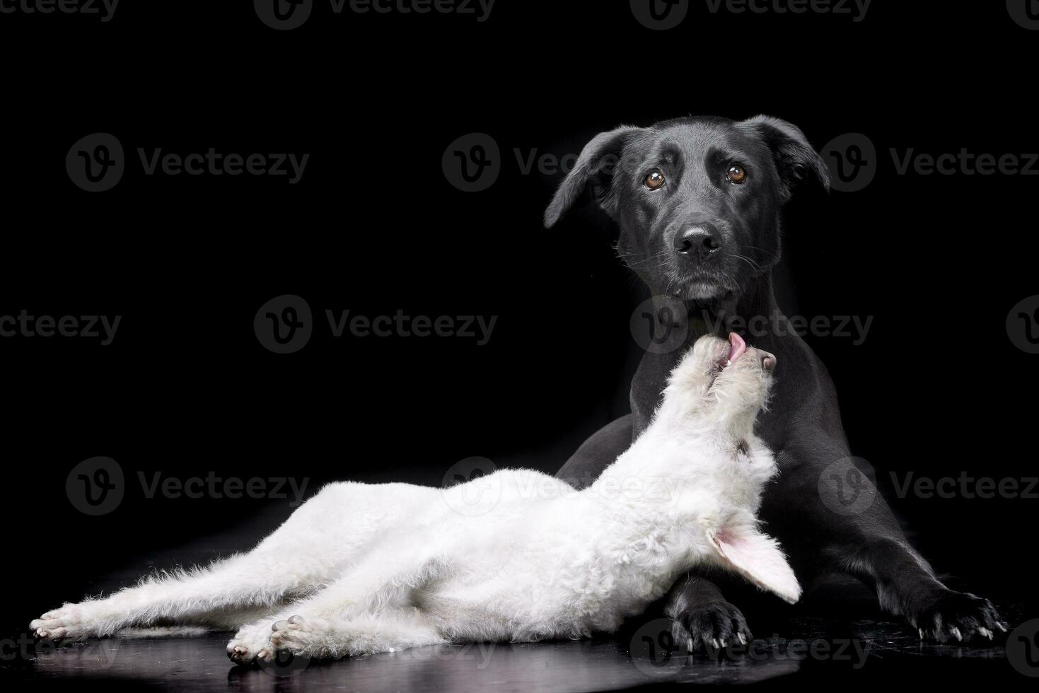 studio tiro di Due adorabile misto razza cane foto