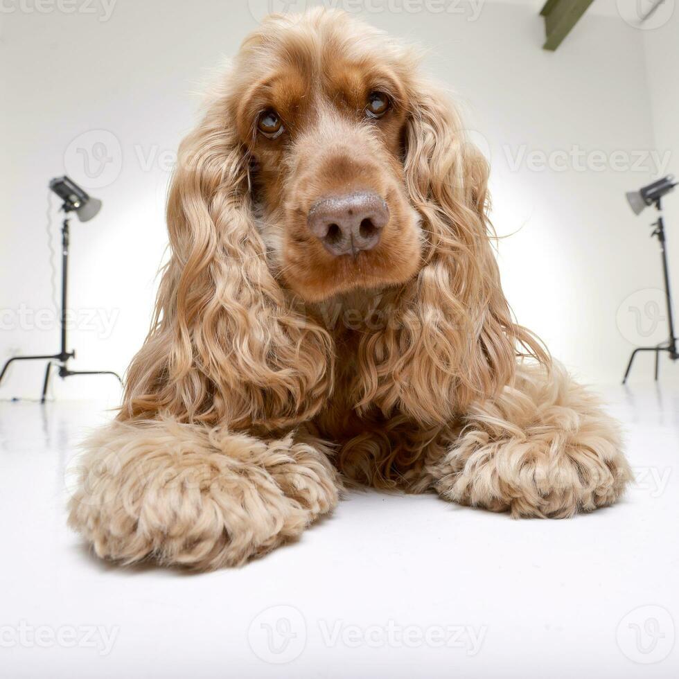 studio tiro di un adorabile inglese cocker spaniel foto