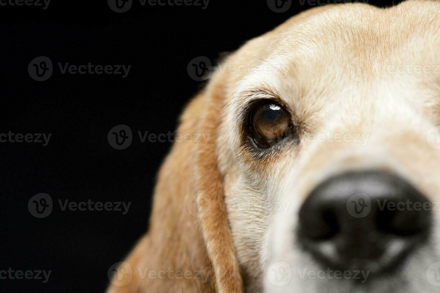 vicino ritratto di un adorabile beagle foto