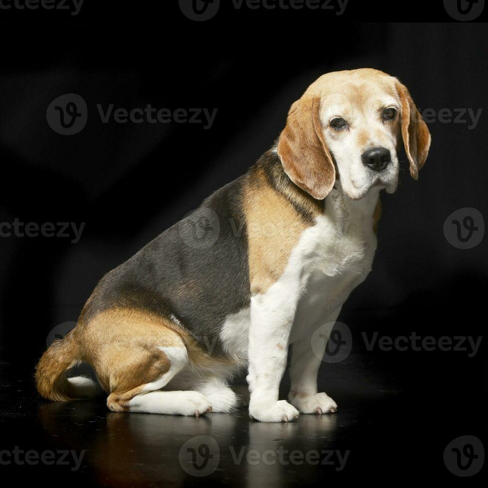 studio tiro di un adorabile beagle foto