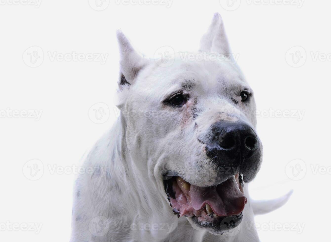 ritratto di un adorabile dogo argentino guardare soddisfatto foto