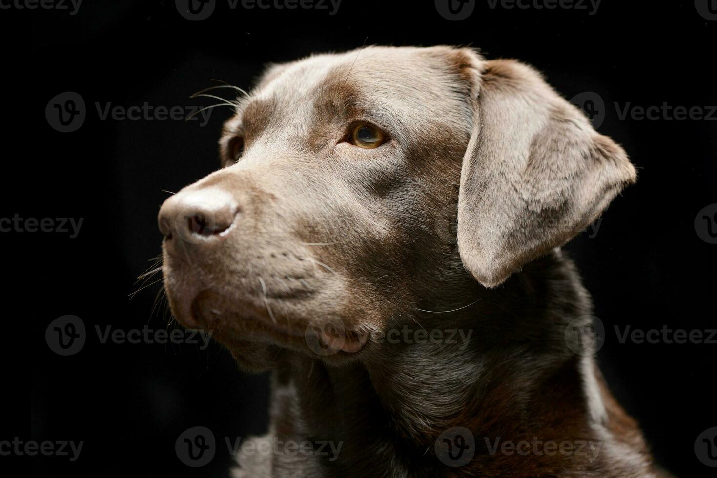 ritratto di un adorabile labrador cane da riporto foto