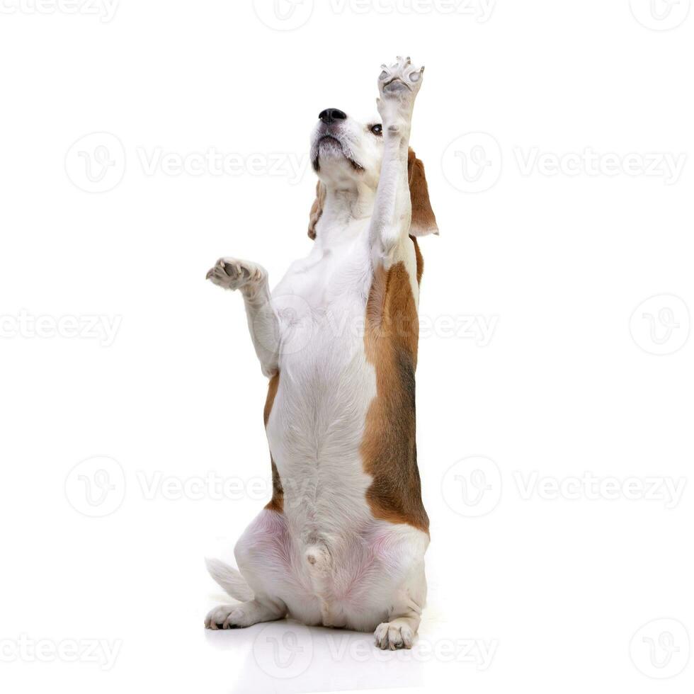 studio tiro di un adorabile beagle foto