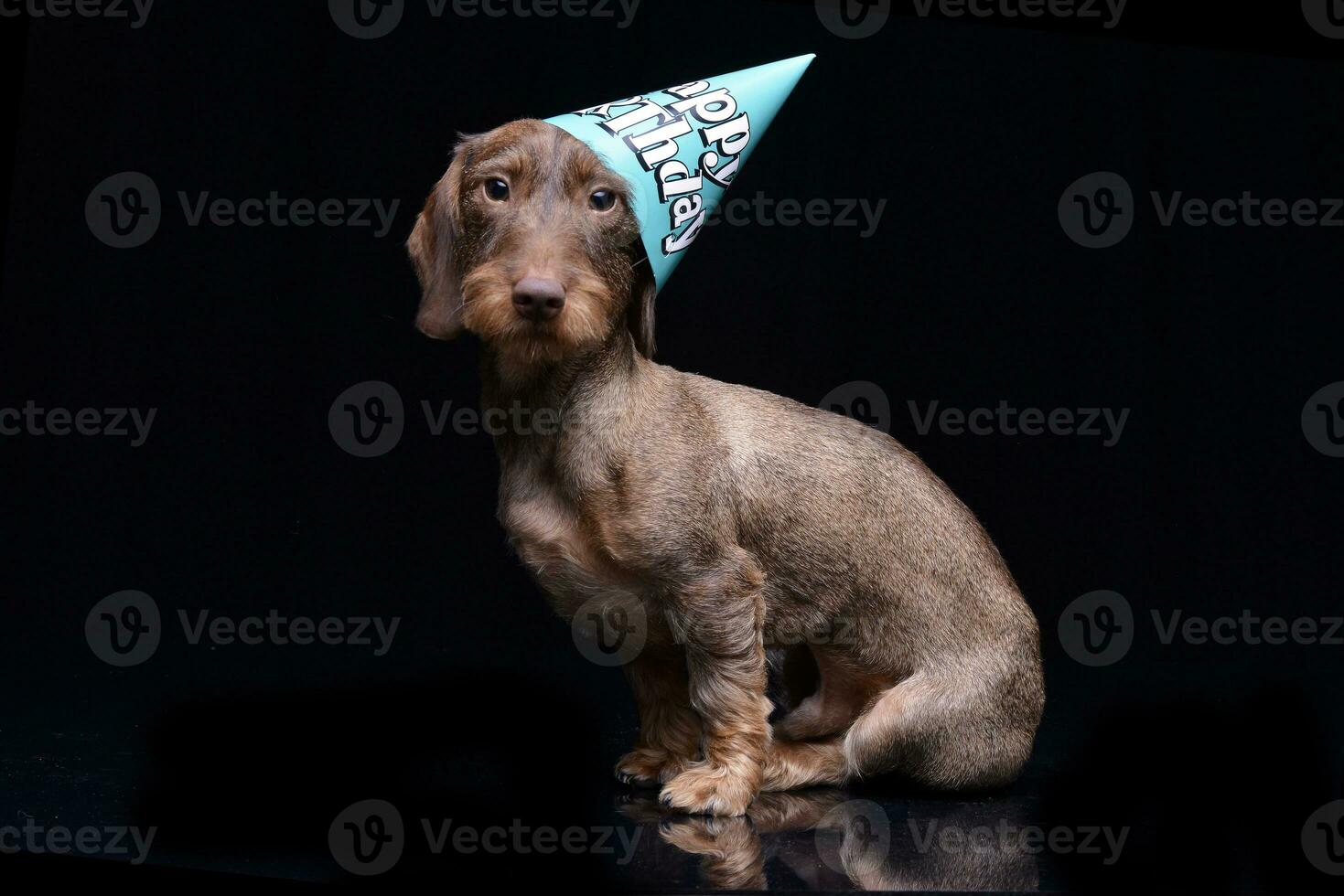 un' carino bassotto cucciolo con un' divertente carta cappello foto