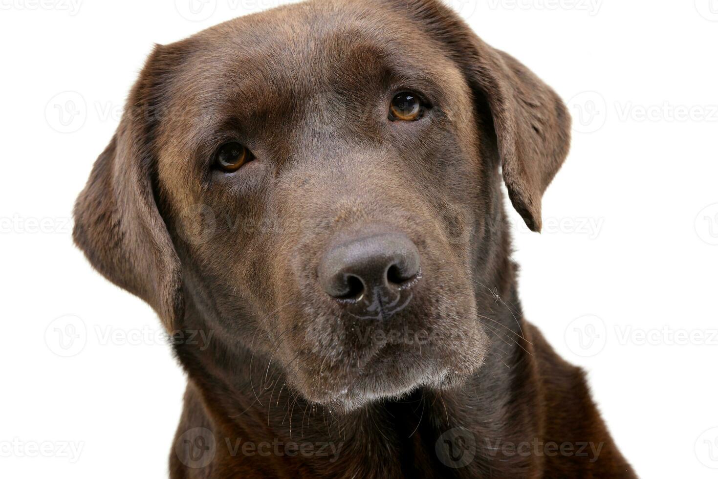 ritratto di un adorabile labrador cane da riporto foto